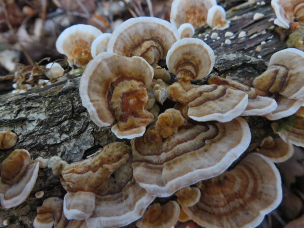 Turkey Tail Elfenbankje Paddenstoel Coriolus Versicolor Mushroom