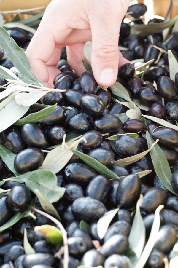 olive greche olio d'oliva biodinamico demeter